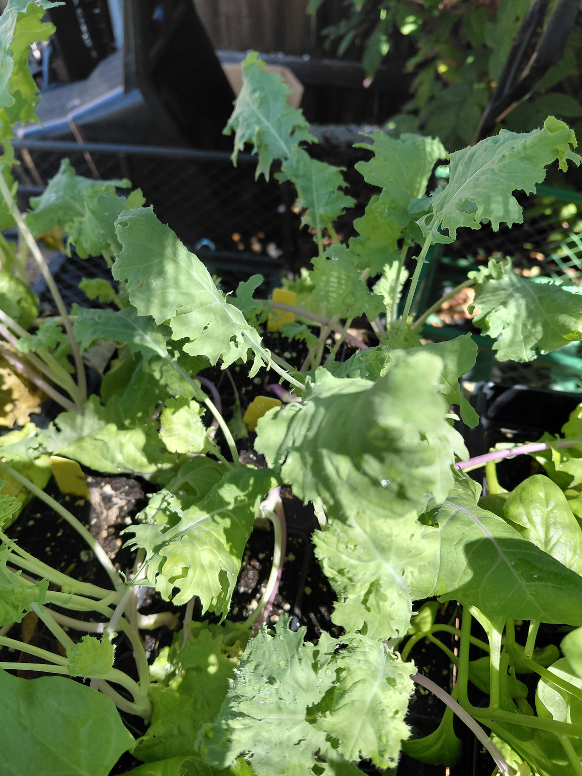 Kale: Red Russian
