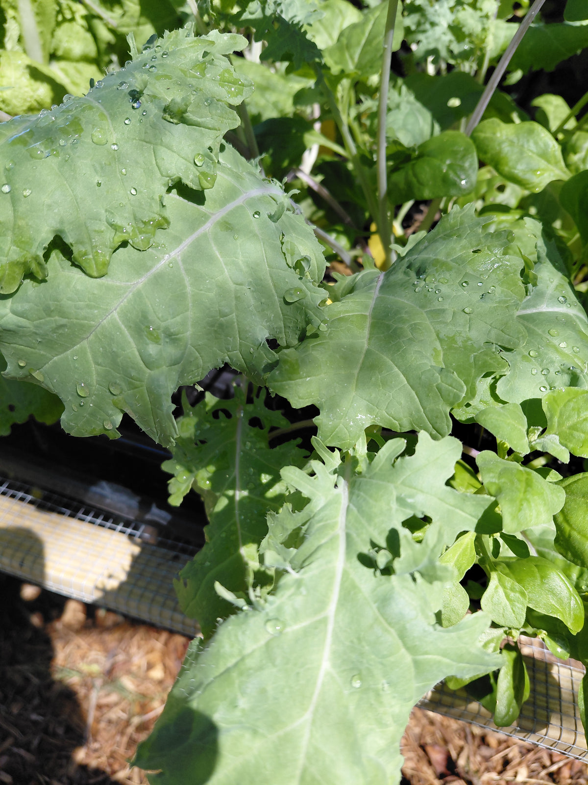 Kale: Red Russian