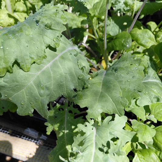 Kale: Red Russian