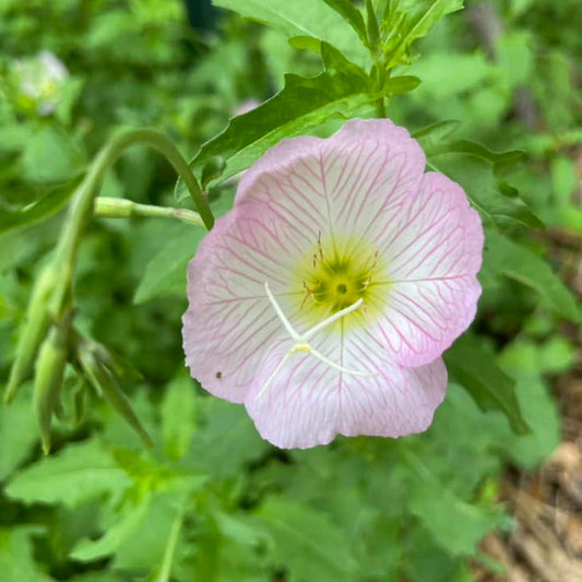 pink evening primrose