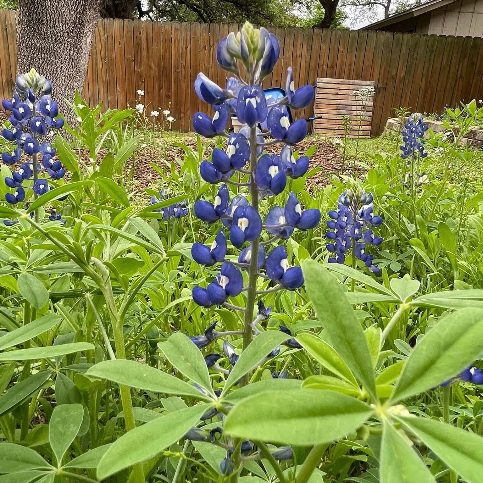 bluebonnet plant