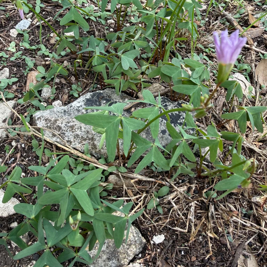 Oxalis