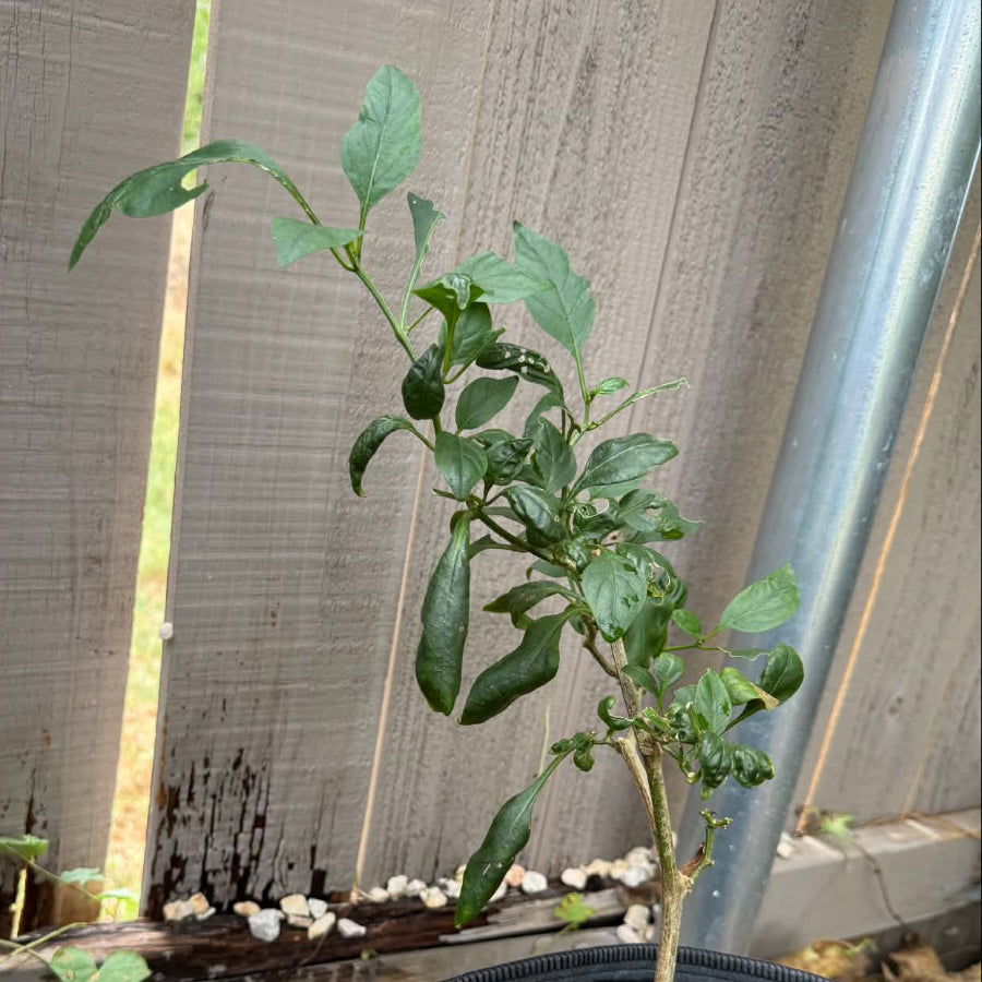Pepper - Chile de Arbol