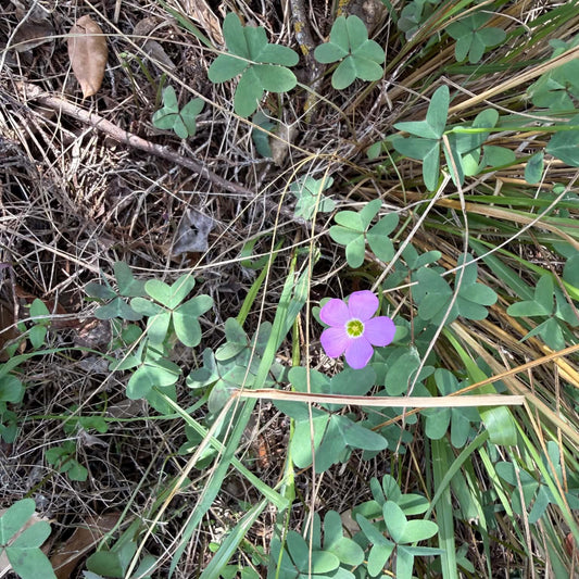 Oxalis