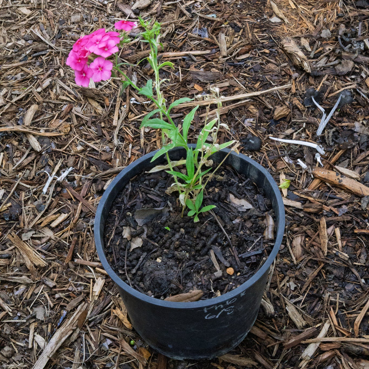phlox
