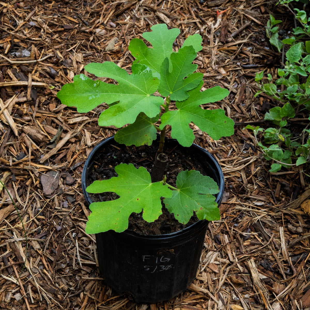 Fig - Texas Everbearing