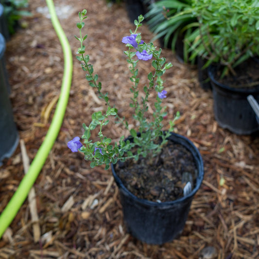 Skullcap