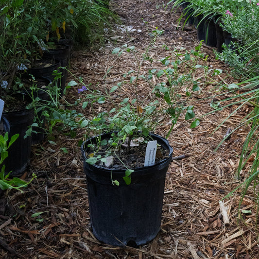 Mountain Pea