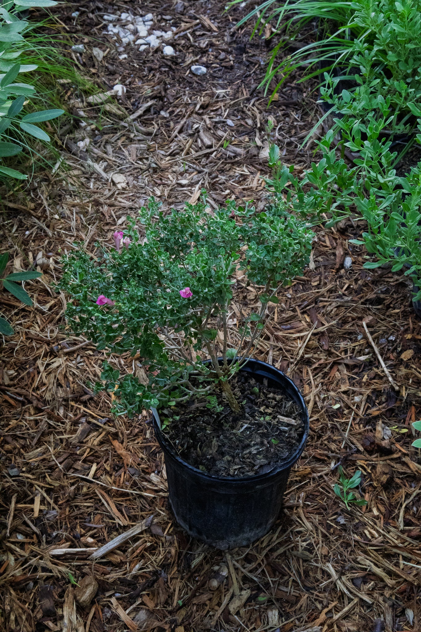 pink sage