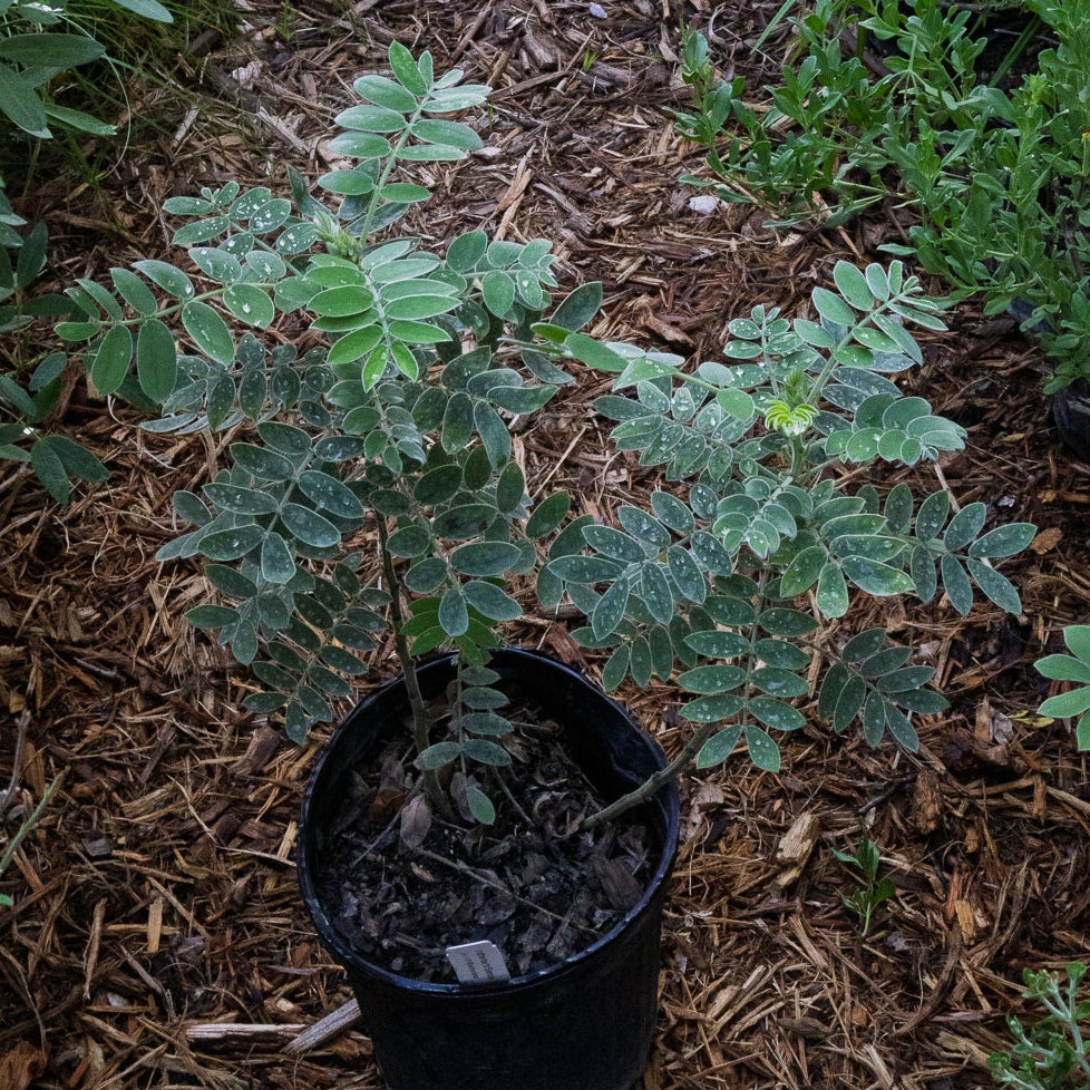 velvet leaf senna