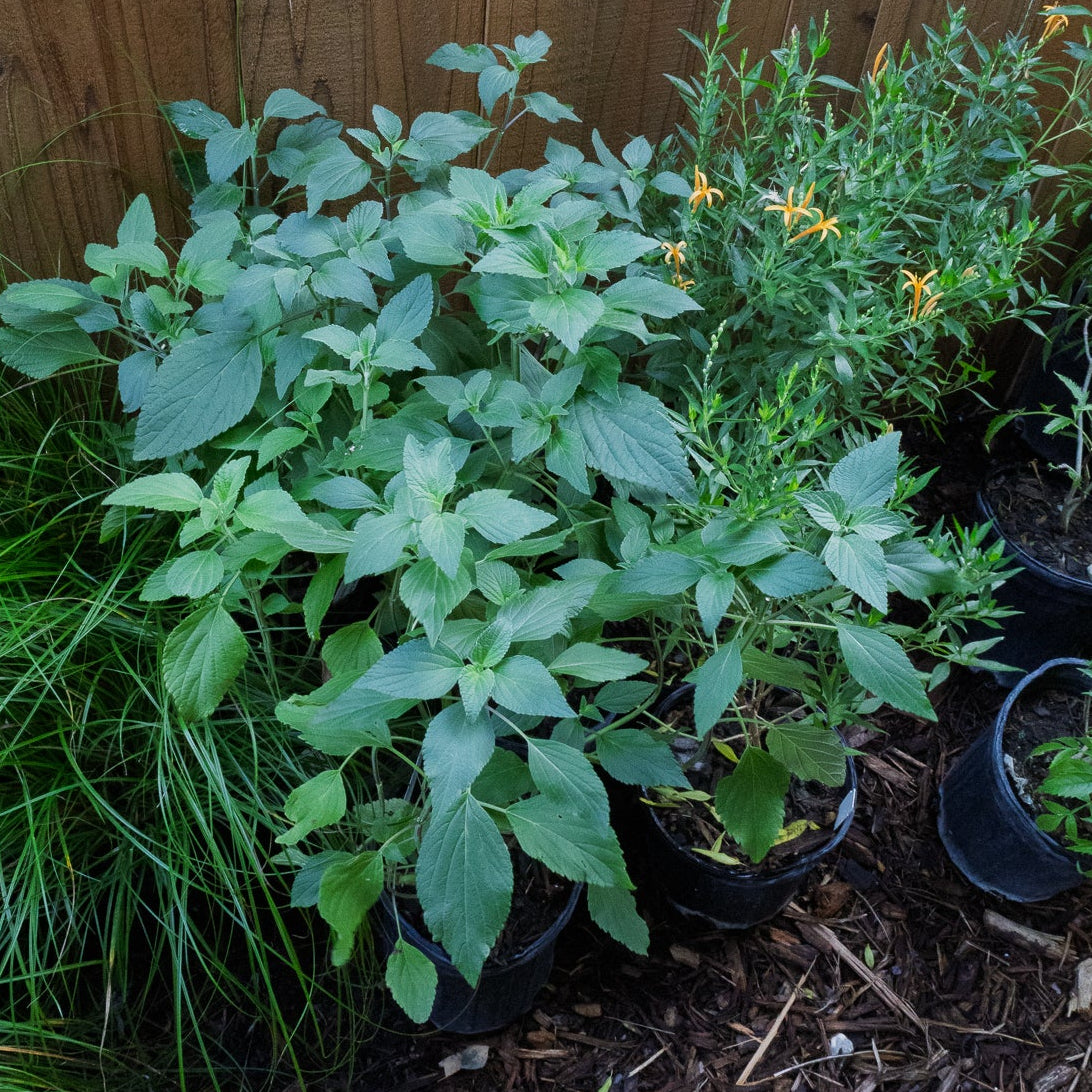 mealy blue salvia