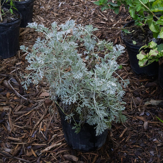 artemisia