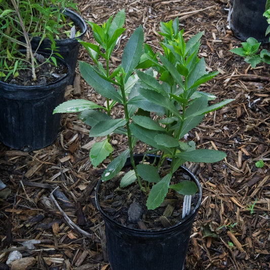 obedient plant