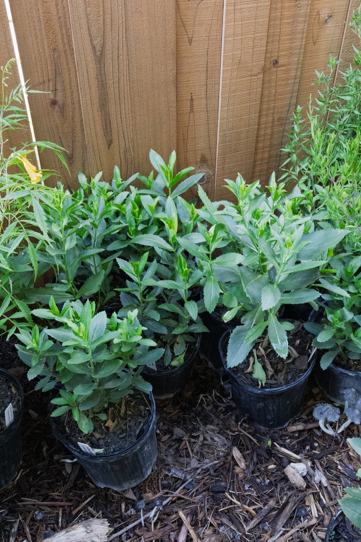 Fall Obedient Plant