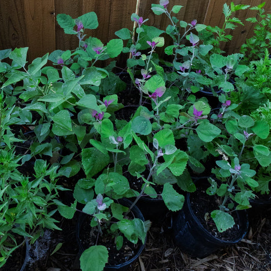 tree spinach