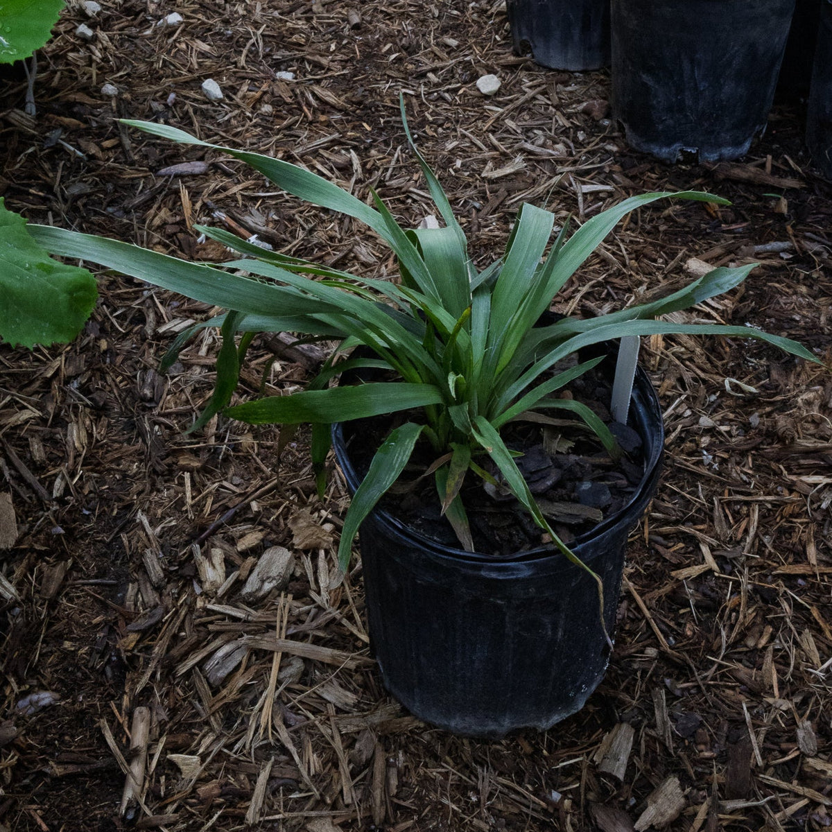 rattlesnake master plant