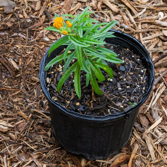Butterfly Milkweed