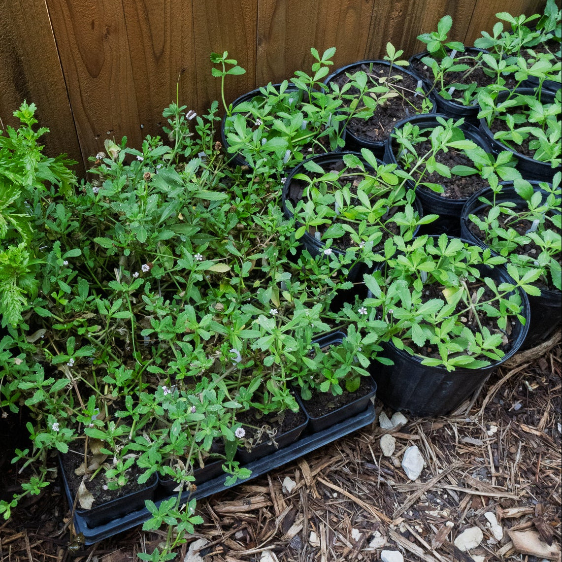 frogfruit in nursery pots