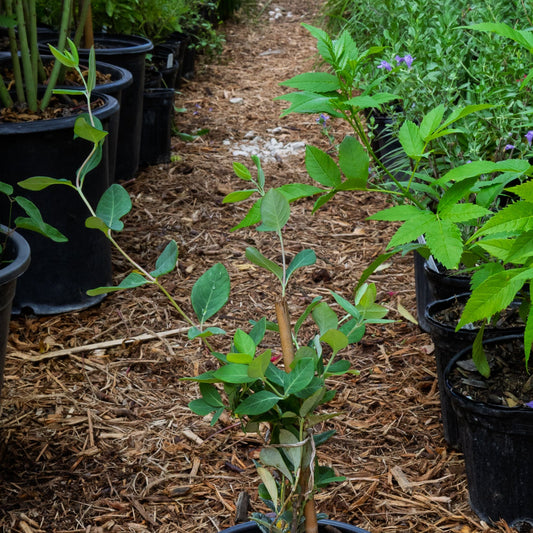 coral honeysuckle