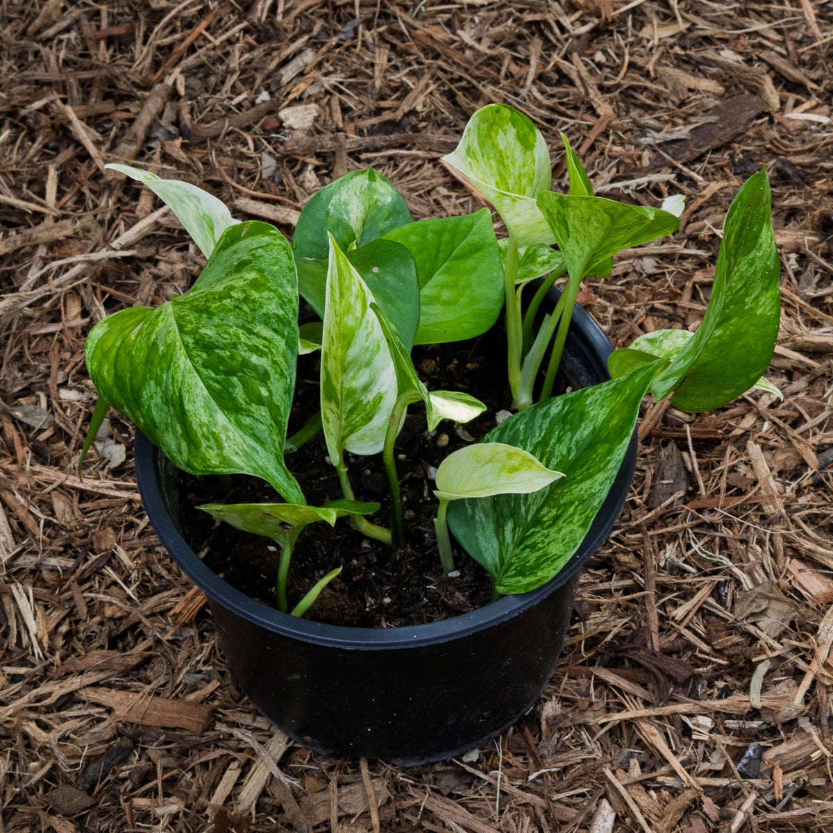 Pothos