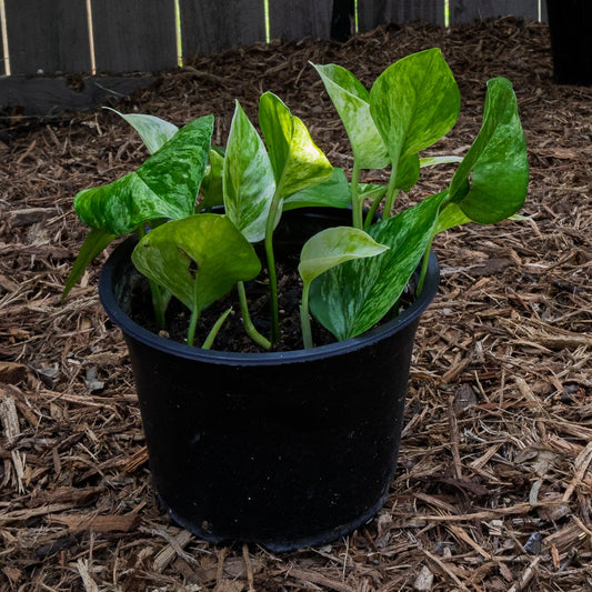 pothos