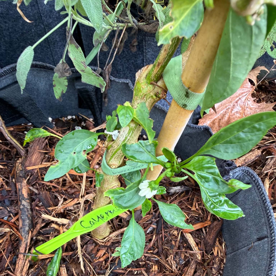 Pepper - Long Red Cayenne