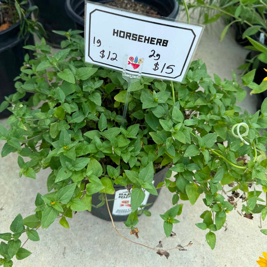 Horseherb