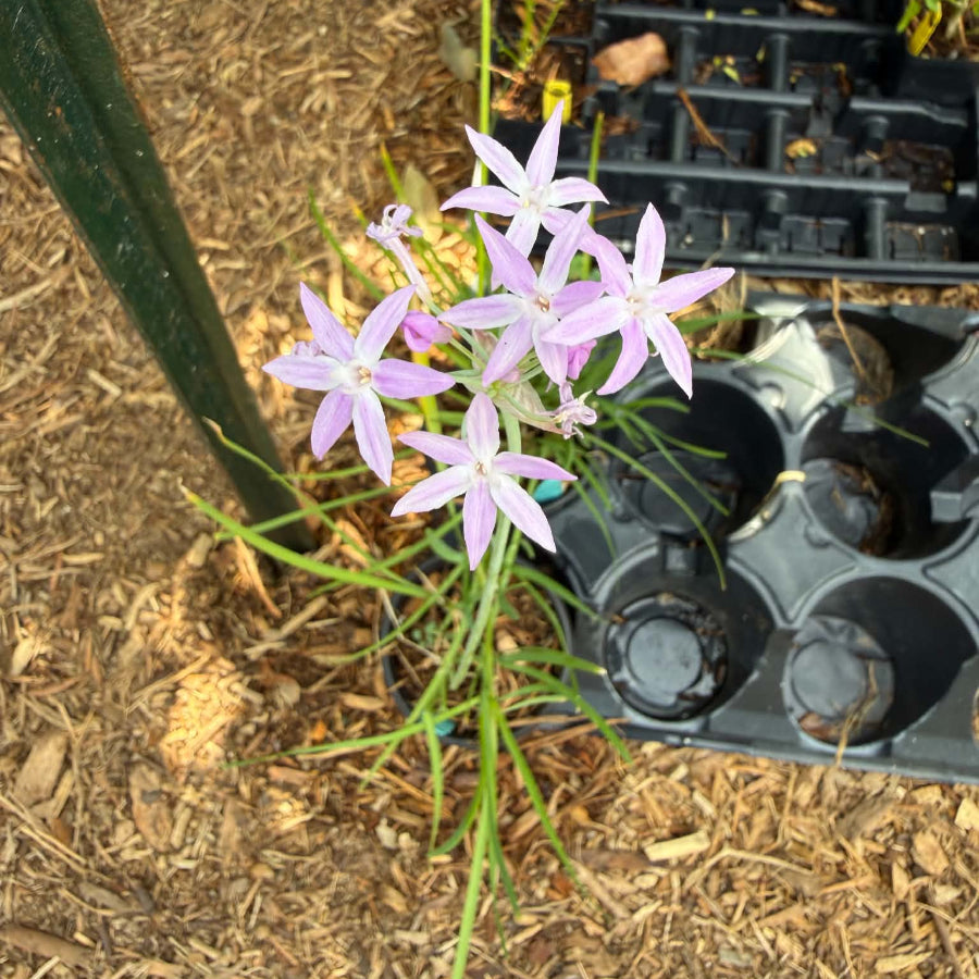 Society Garlic flower