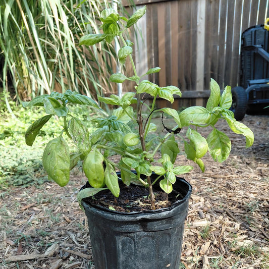 Basil, Genovese