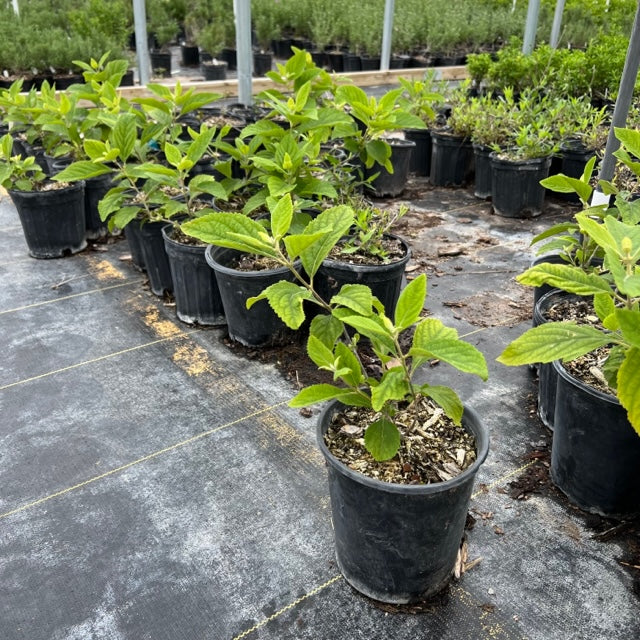 American Beautyberry