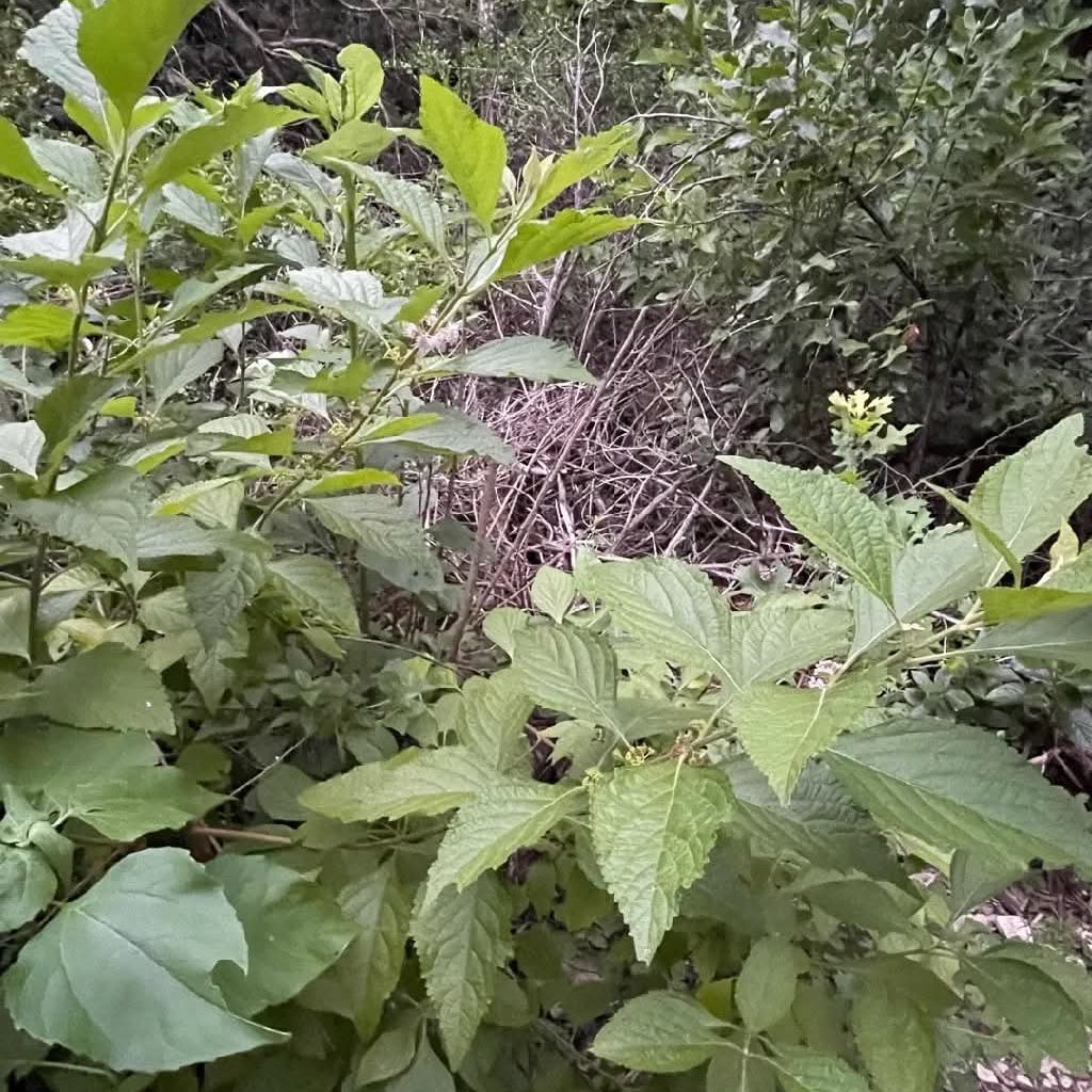 American Beautyberry