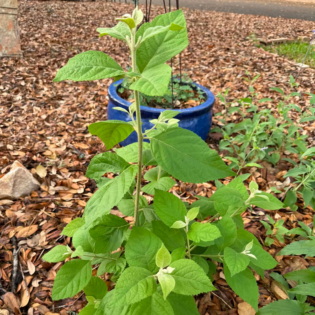 American Beautyberry