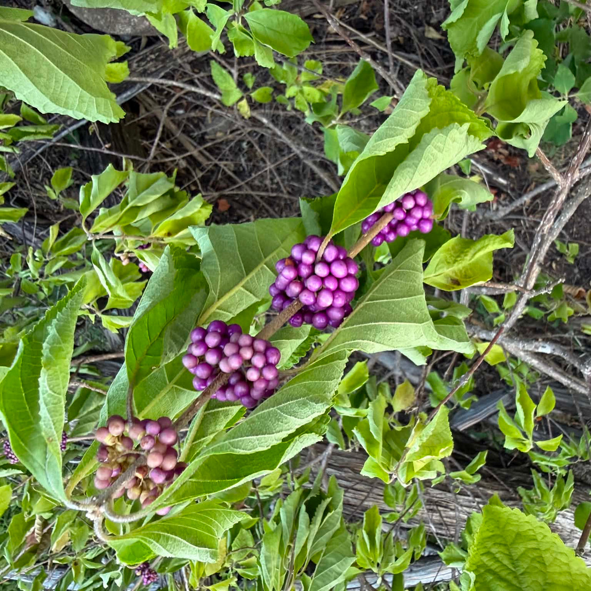 American Beautyberry