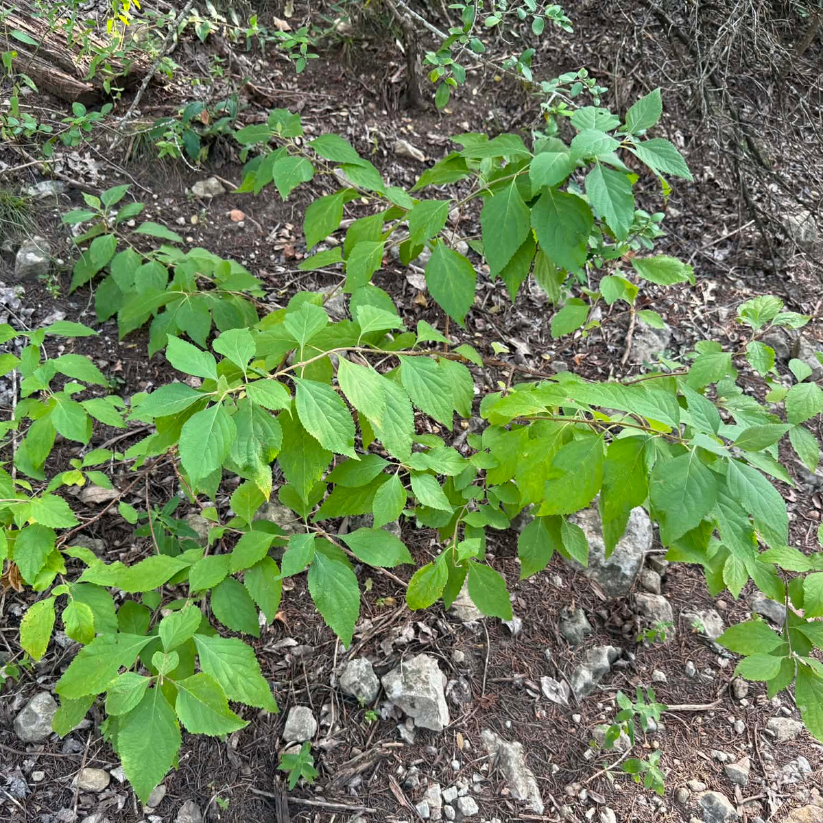 American Beautyberry