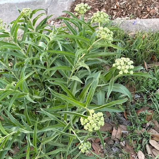 Antelope Horn Milkweed