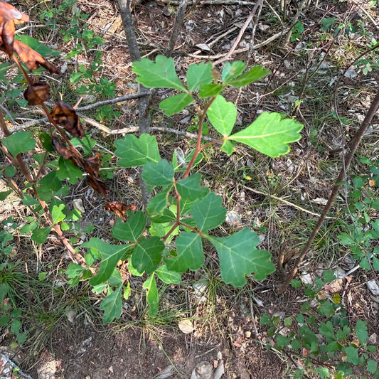 Fragrant Sumac