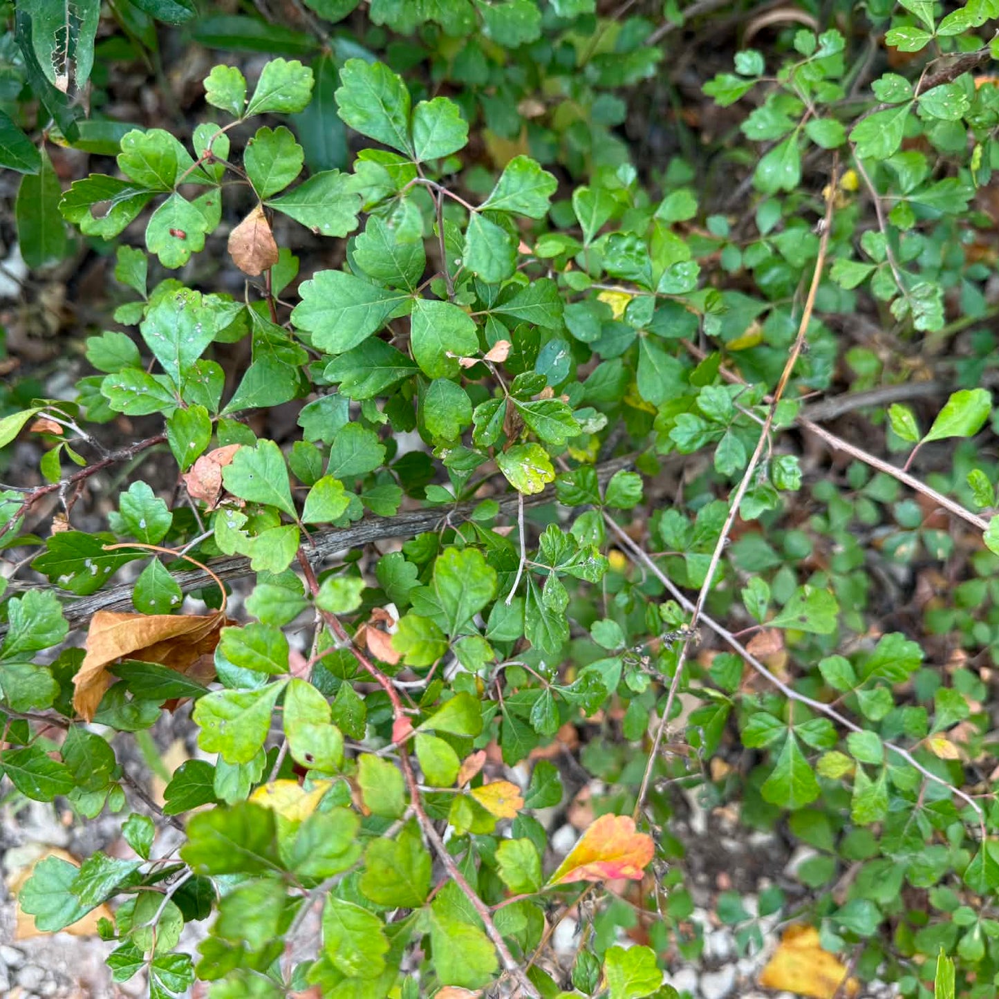 Fragrant Sumac