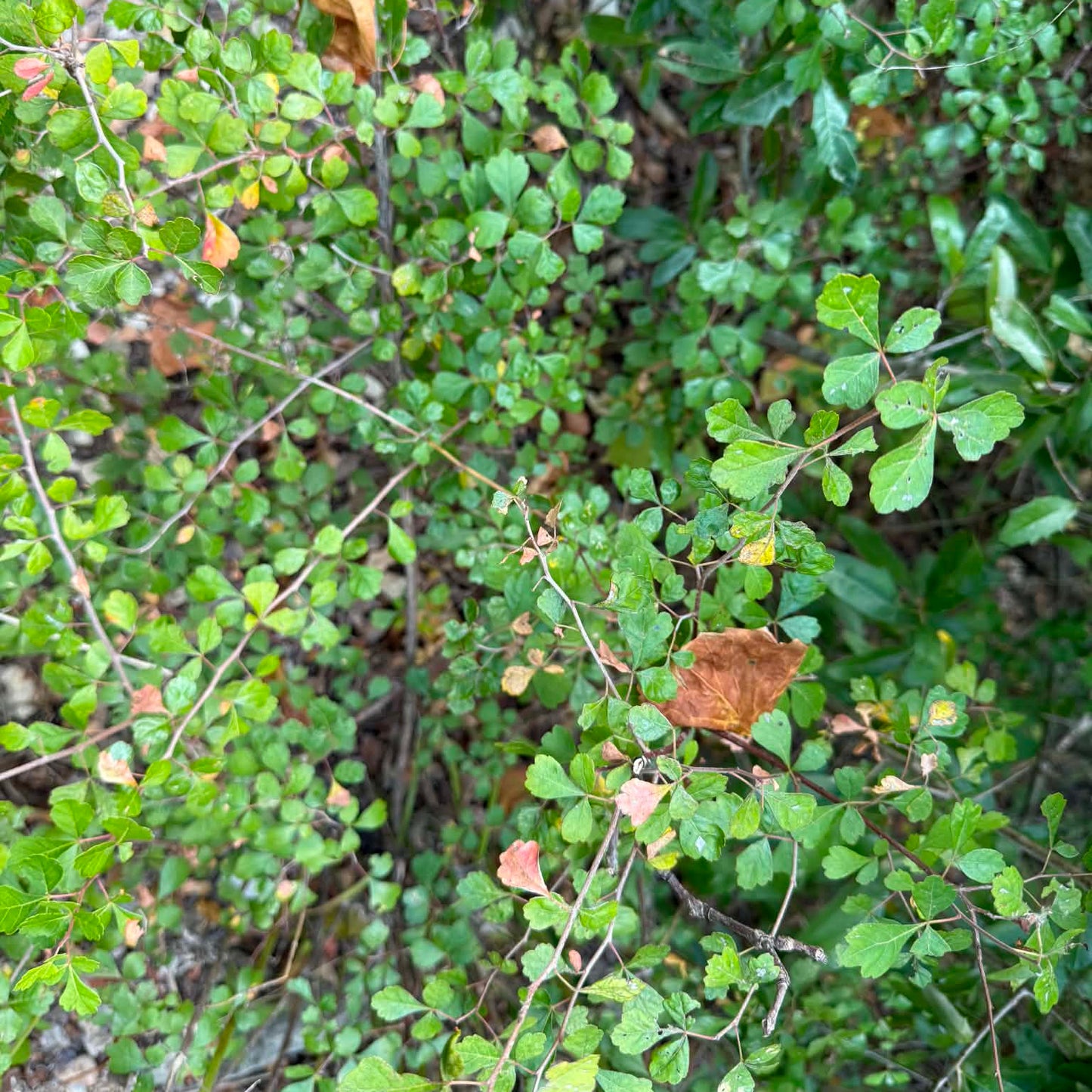 Aromatic Sumac