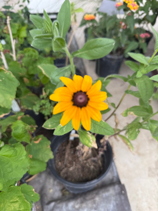 Black-eyed Susan