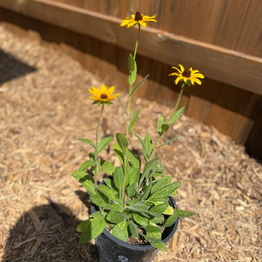Black-eyed Susan