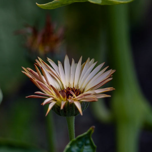 Calendula