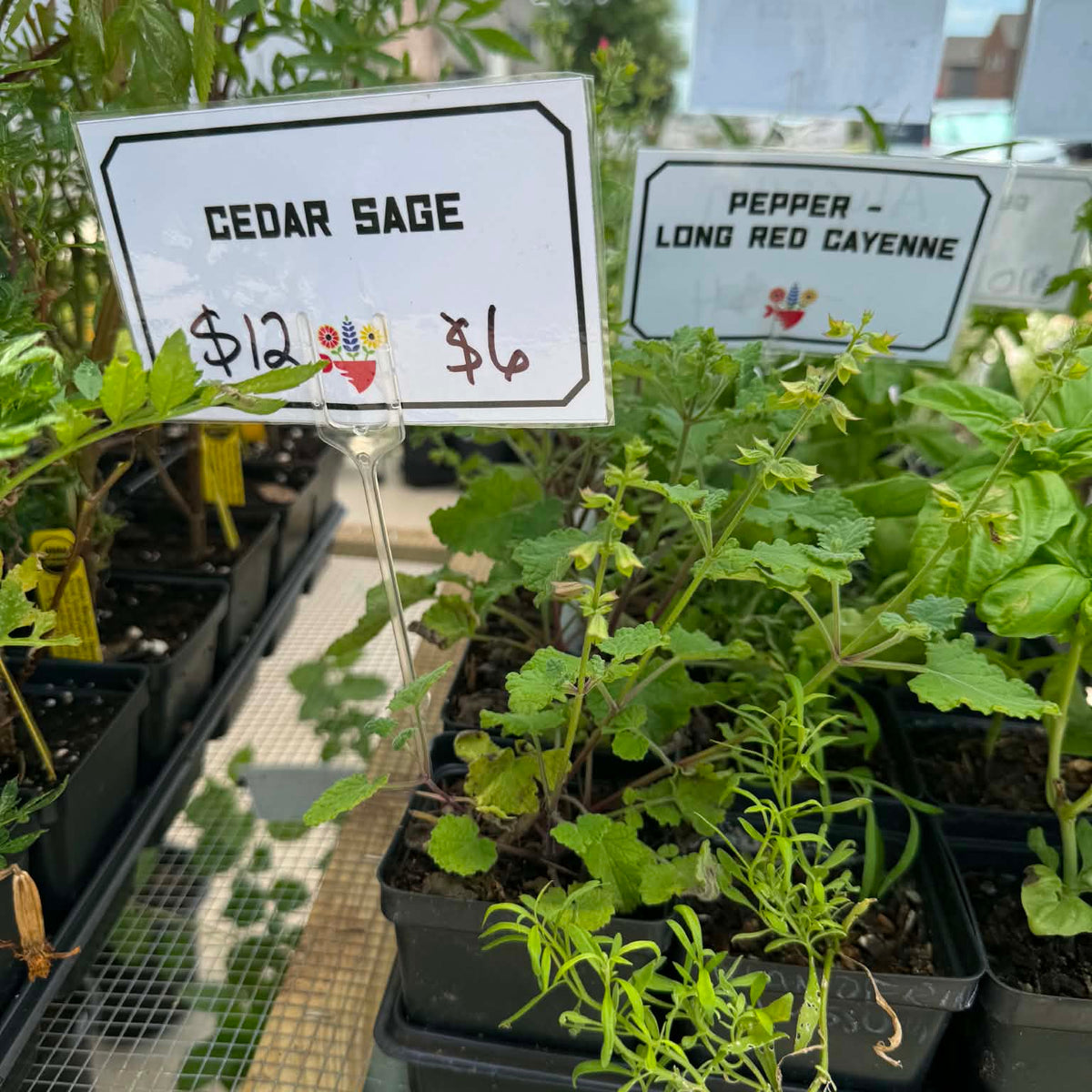 Cedar Sage