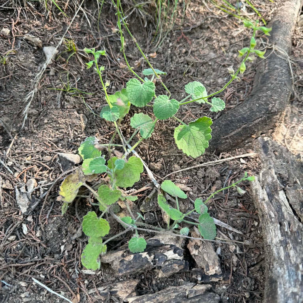 Cedar  Sage