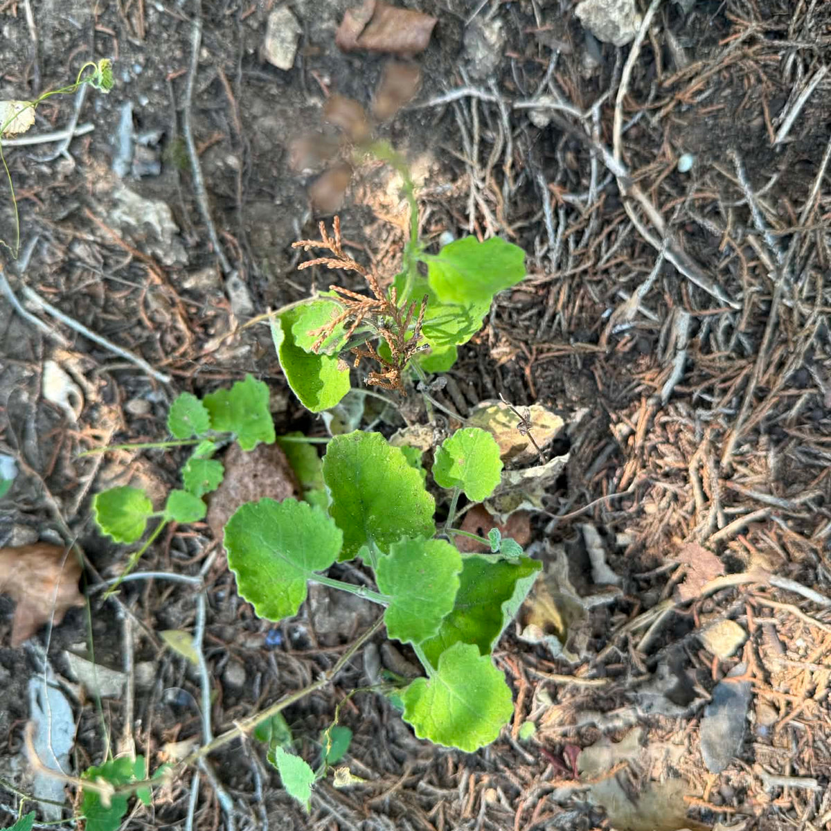 Cedar Sage