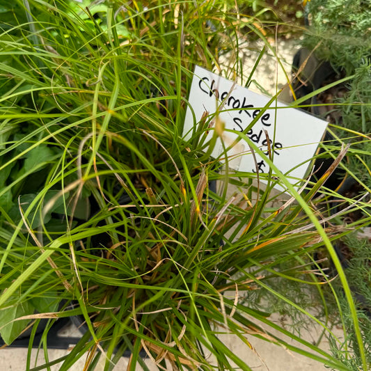 Cherokee Sedge
