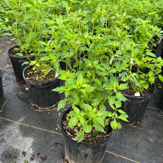 Pepper - Chile Petin