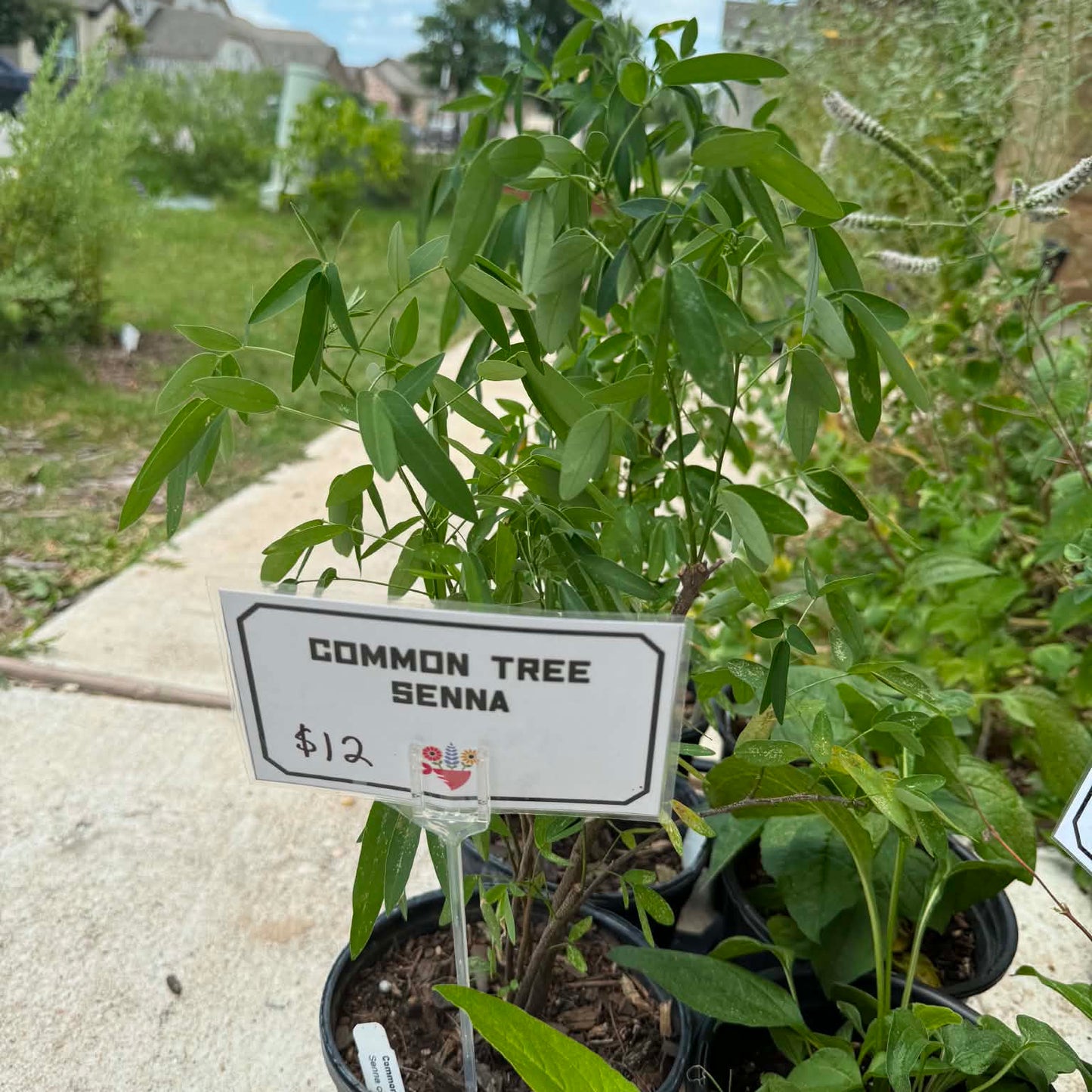 Common Tree Senna