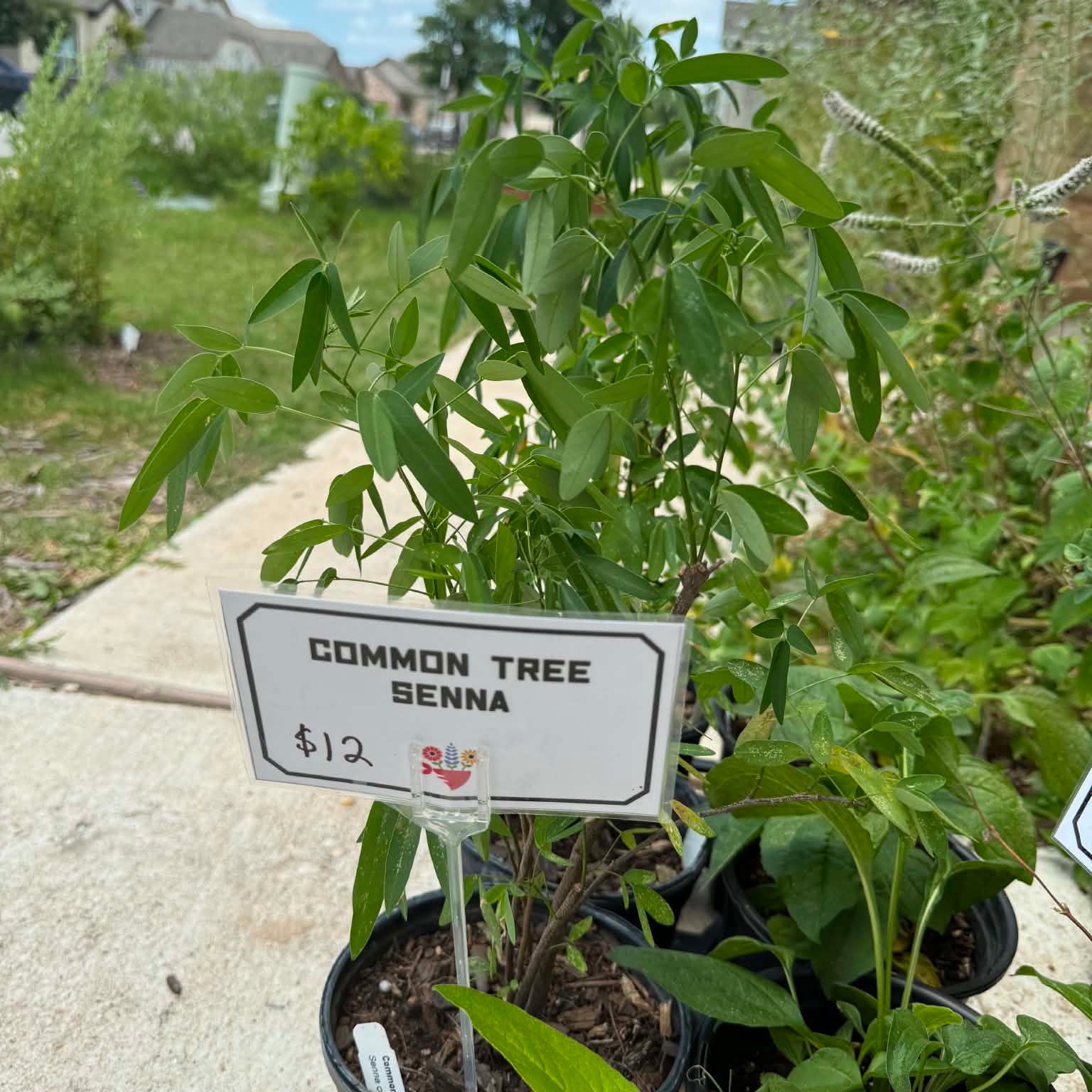 Common Tree Senna