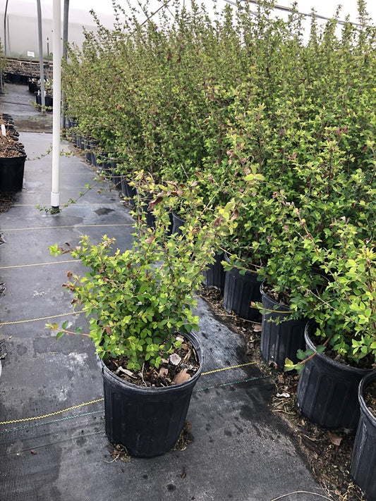 Coralberry