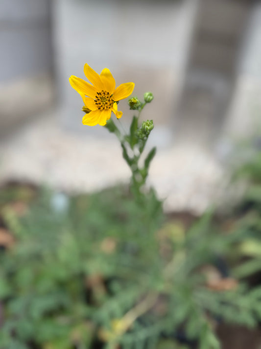 Cutleaf Daisy